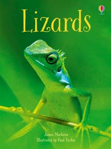 Lizards  (HB)