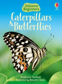 Caterpillars and Butterflies  (HB)